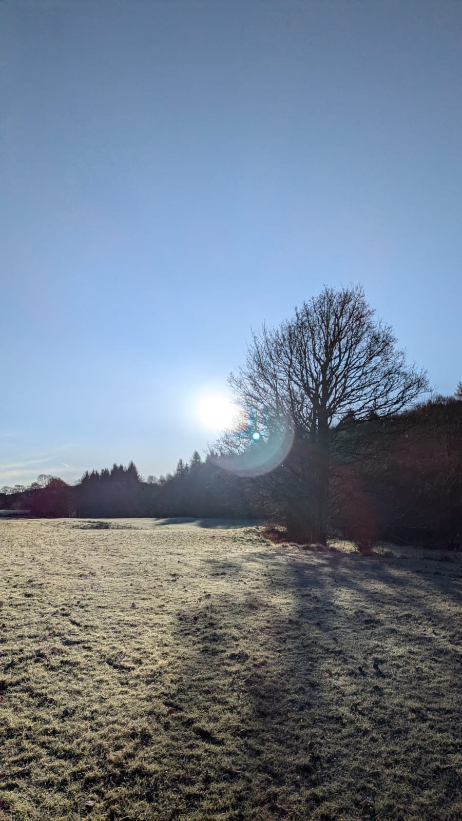 Sun shining through trees on a frost morning